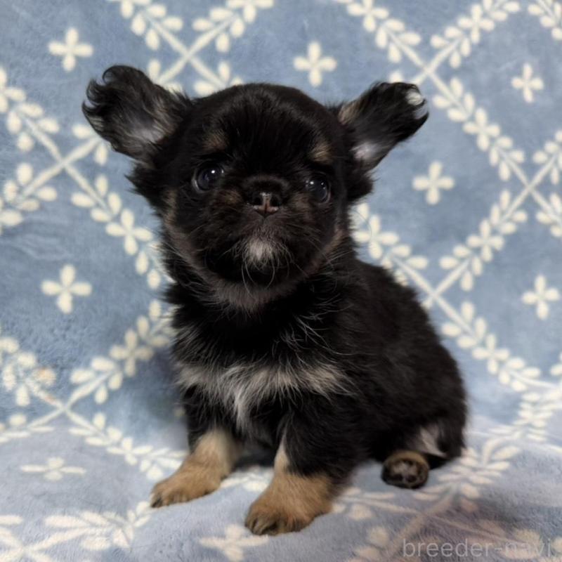 販売中の福岡県のチワワ(ロングコート)-442372