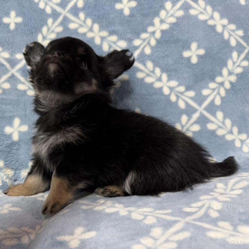 販売中の福岡県のチワワ(ロングコート)-442372の3枚目