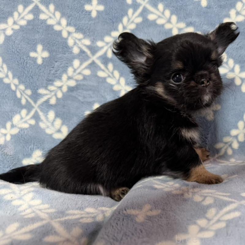 販売中の福岡県のチワワ(ロングコート)-442372の2枚目