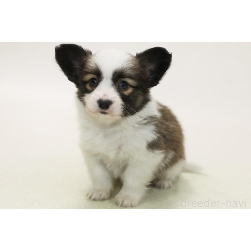 販売中の神奈川県のパピコー:パピヨン×コーギー-441451