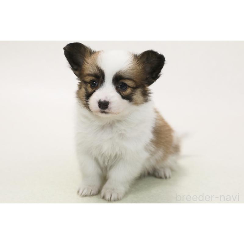 販売中の神奈川県のパピコー:パピヨン×コーギー-441452