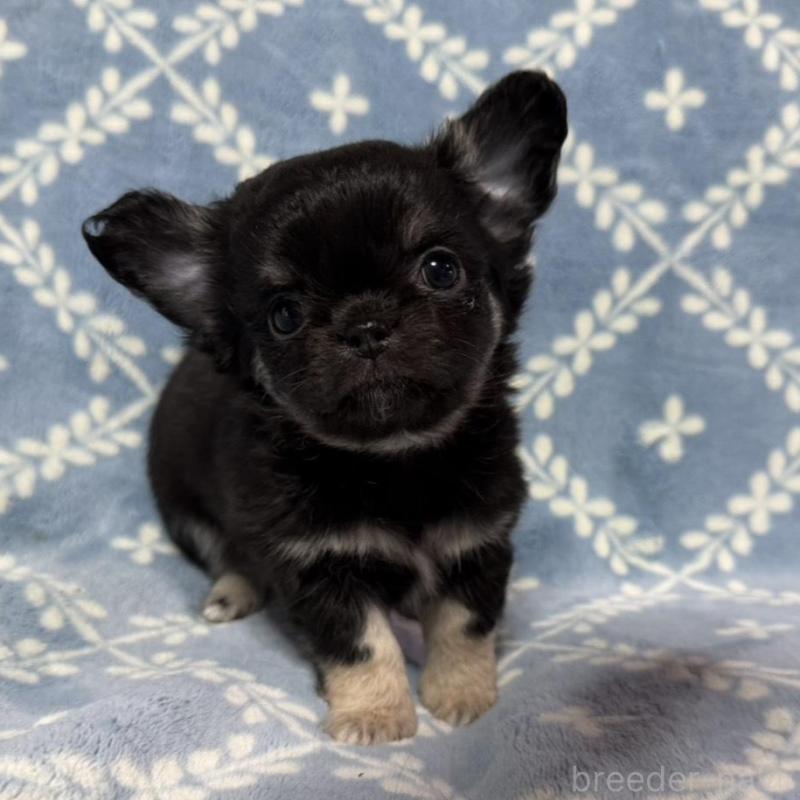 販売中の福岡県のチワワ(ロングコート)-442374