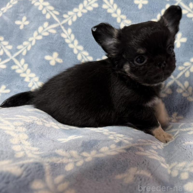 販売中の福岡県のチワワ(ロングコート)-442374の4枚目