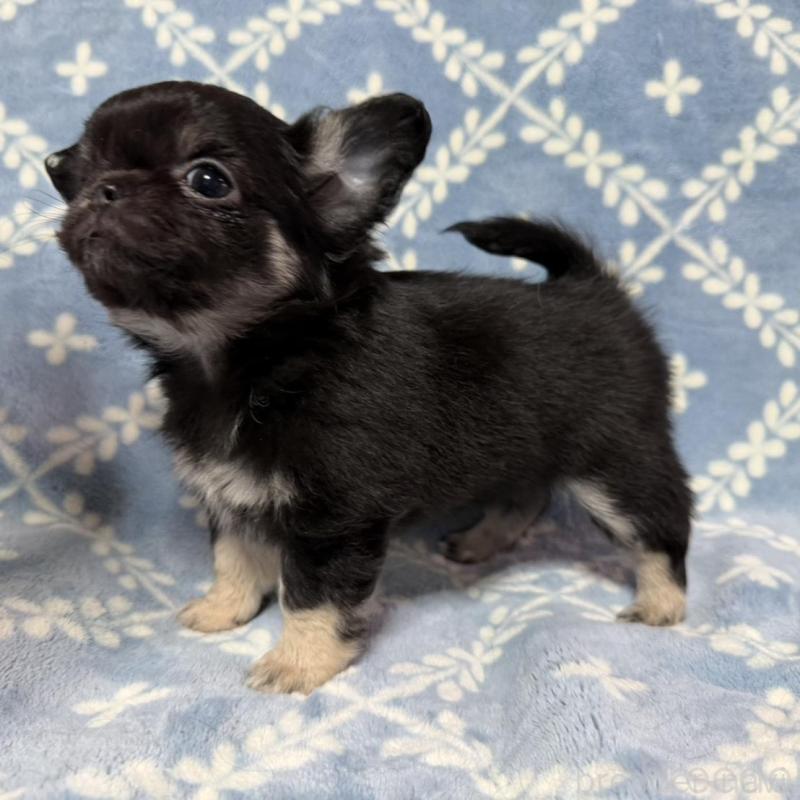 販売中の福岡県のチワワ(ロングコート)-442374の3枚目