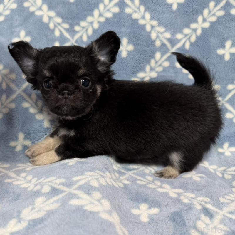 販売中の福岡県のチワワ(ロングコート)-442374の2枚目