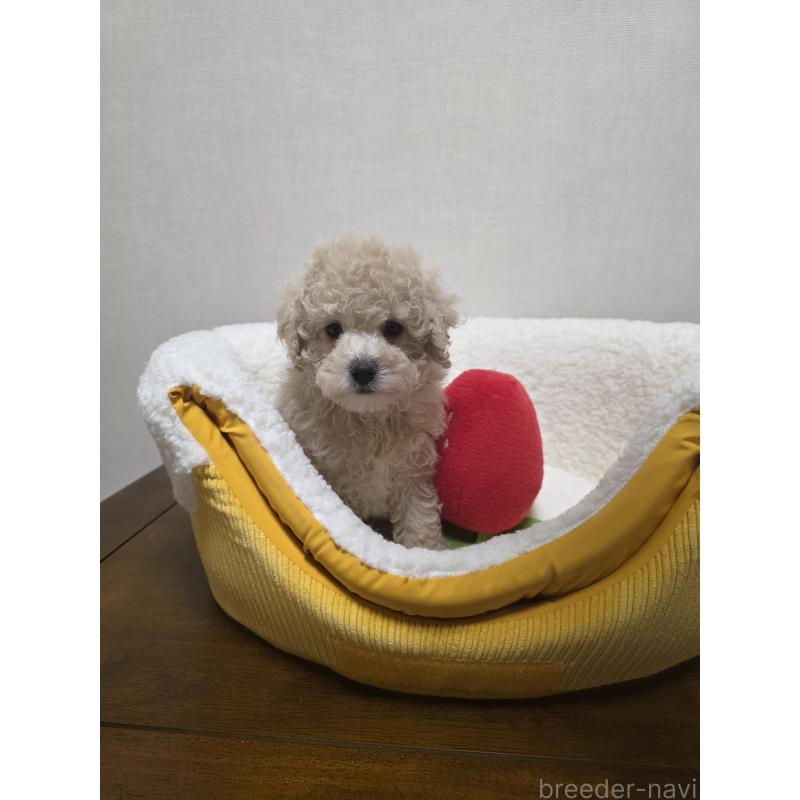 販売中の広島県のトイプードル-442379