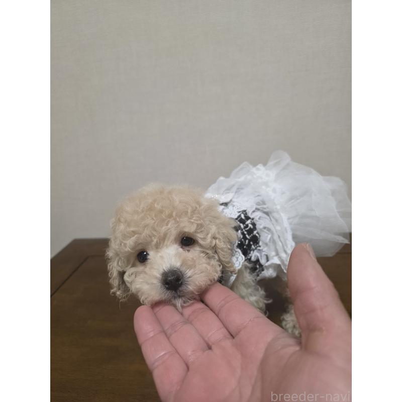 販売中の広島県のトイプードル-442379の7枚目