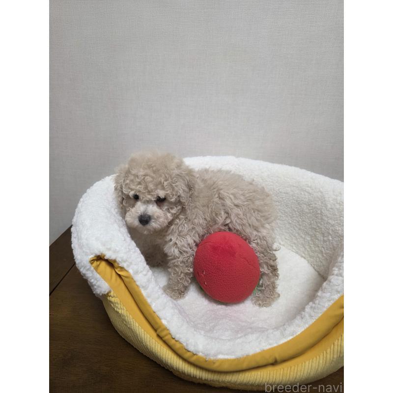 販売中の広島県のトイプードル-442379の6枚目