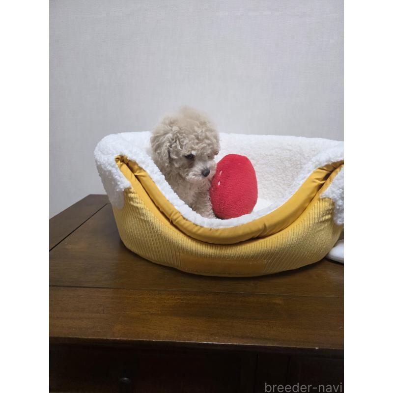 販売中の広島県のトイプードル-442379の5枚目