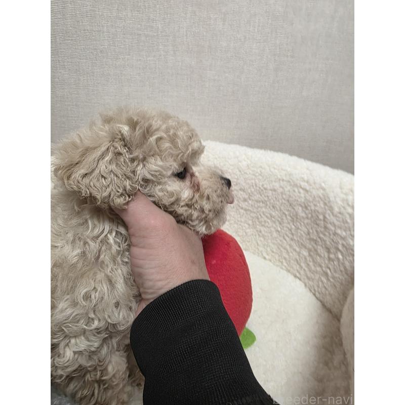 販売中の広島県のトイプードル-442379の4枚目