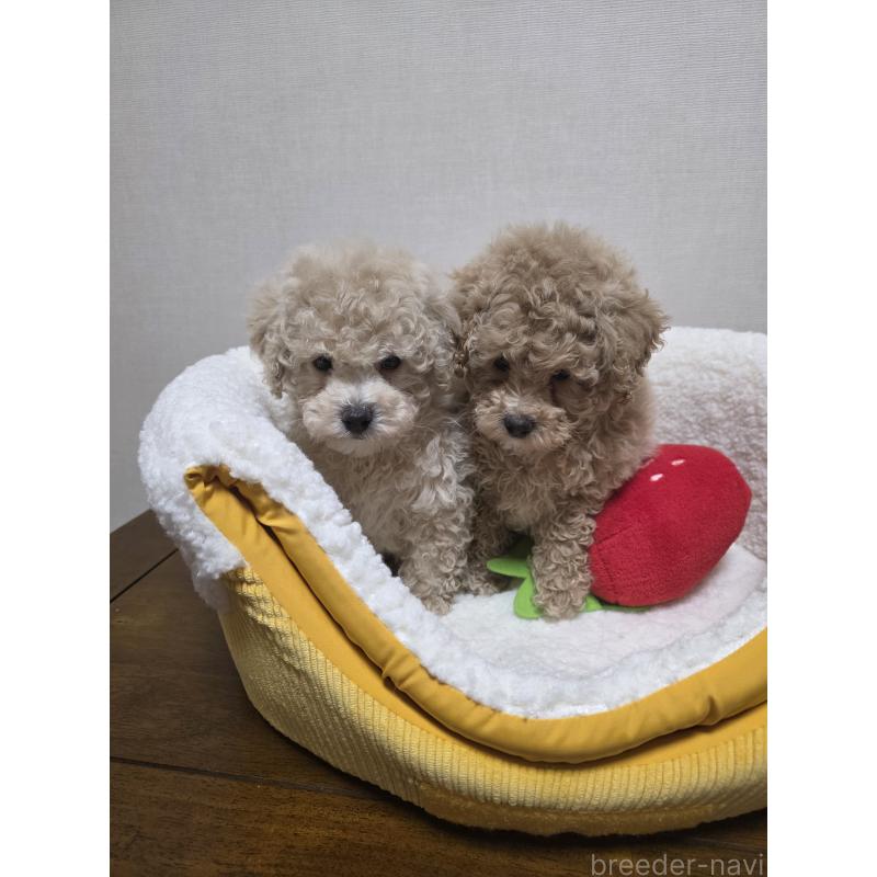 販売中の広島県のトイプードル-442379の3枚目