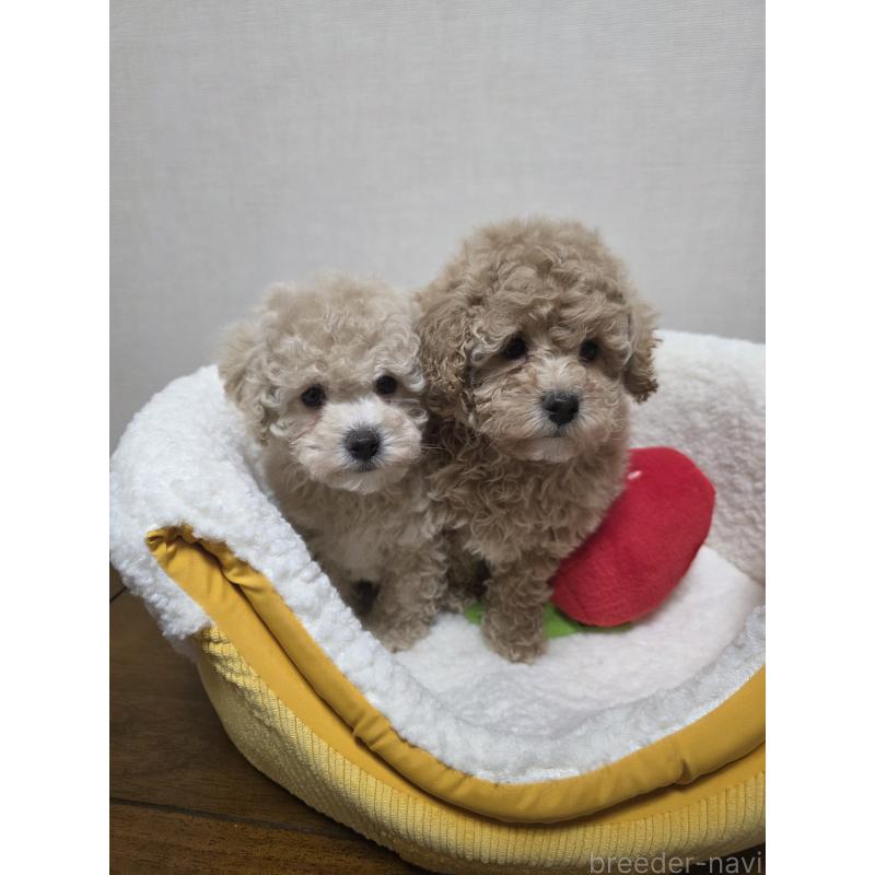 販売中の広島県のトイプードル-442379の2枚目