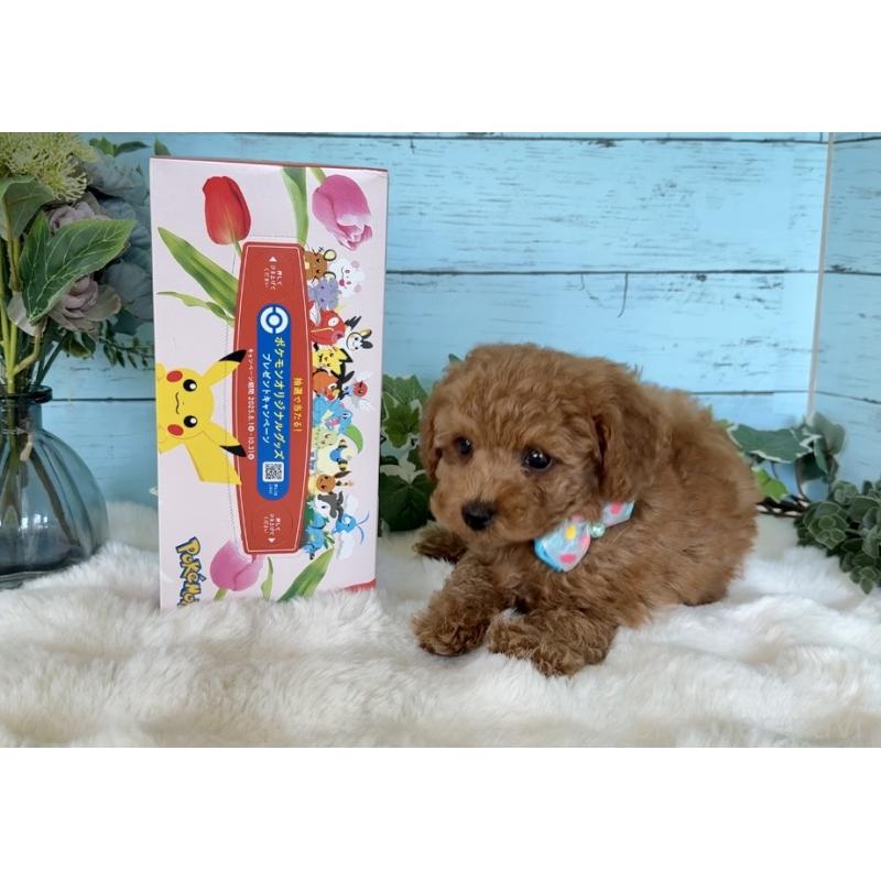 販売中の埼玉県のトイプードル-442385の6枚目