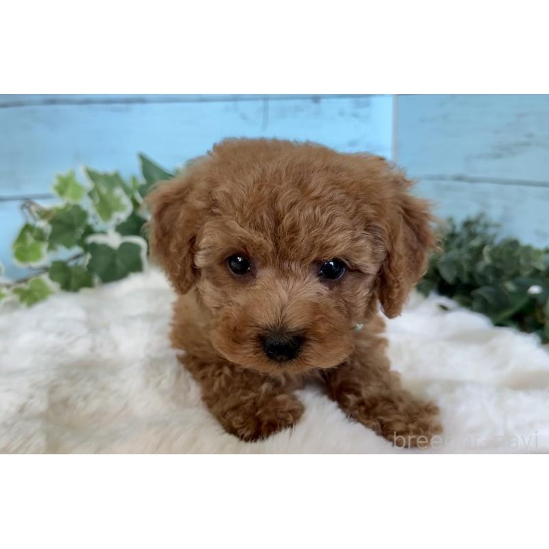 販売中の埼玉県のトイプードル-442385の5枚目