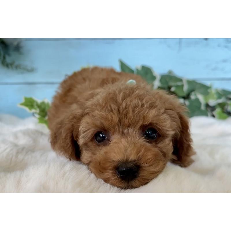 販売中の埼玉県のトイプードル-442385の4枚目