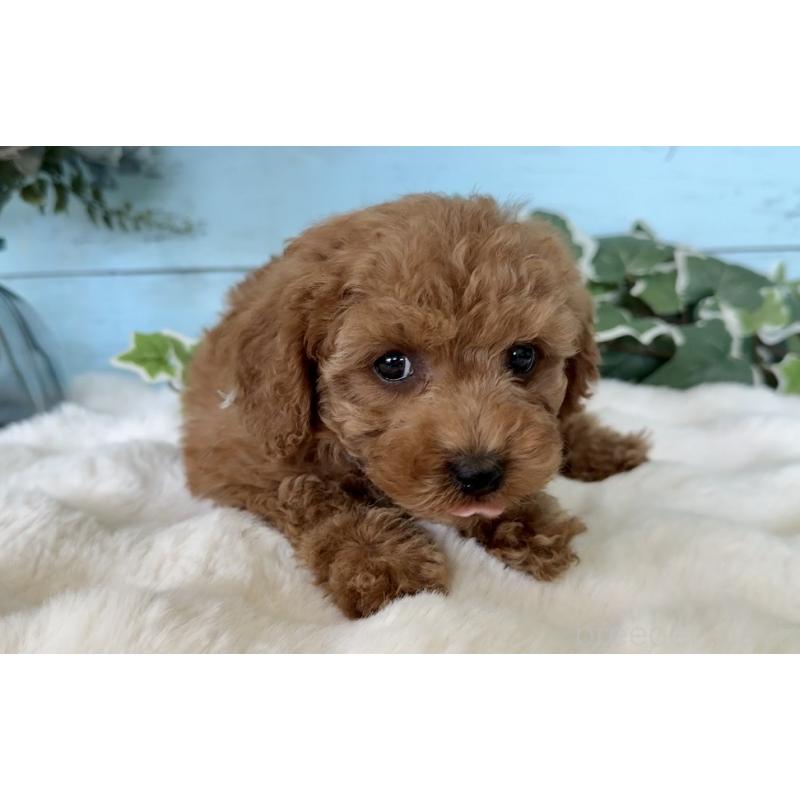 販売中の埼玉県のトイプードル-442385の3枚目