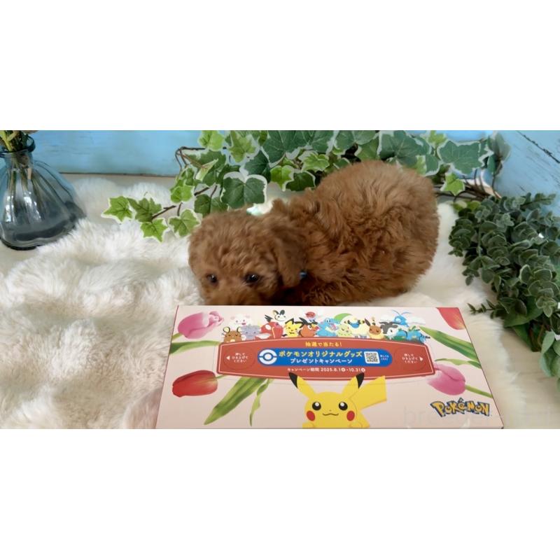 販売中の埼玉県のトイプードル-442385の2枚目