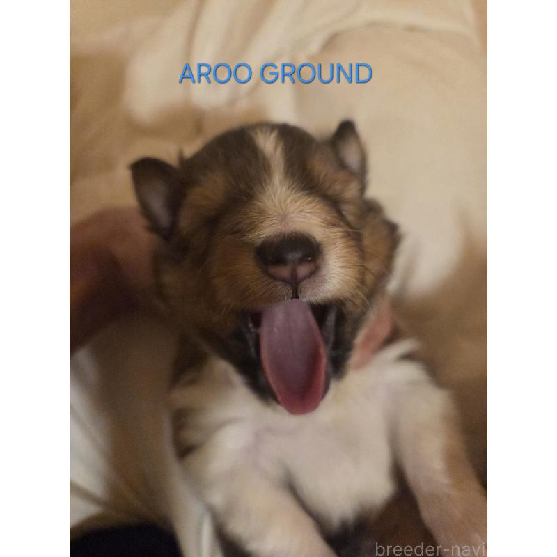 商談中の広島県のシェットランドシープドッグ(シェルティ)-439303の26枚目