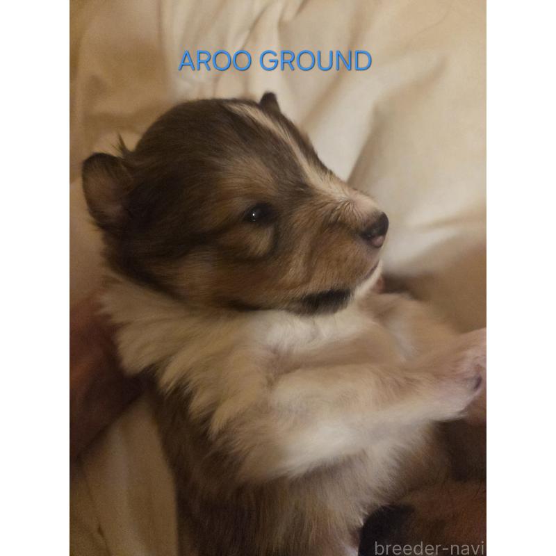 商談中の広島県のシェットランドシープドッグ(シェルティ)-439303の25枚目