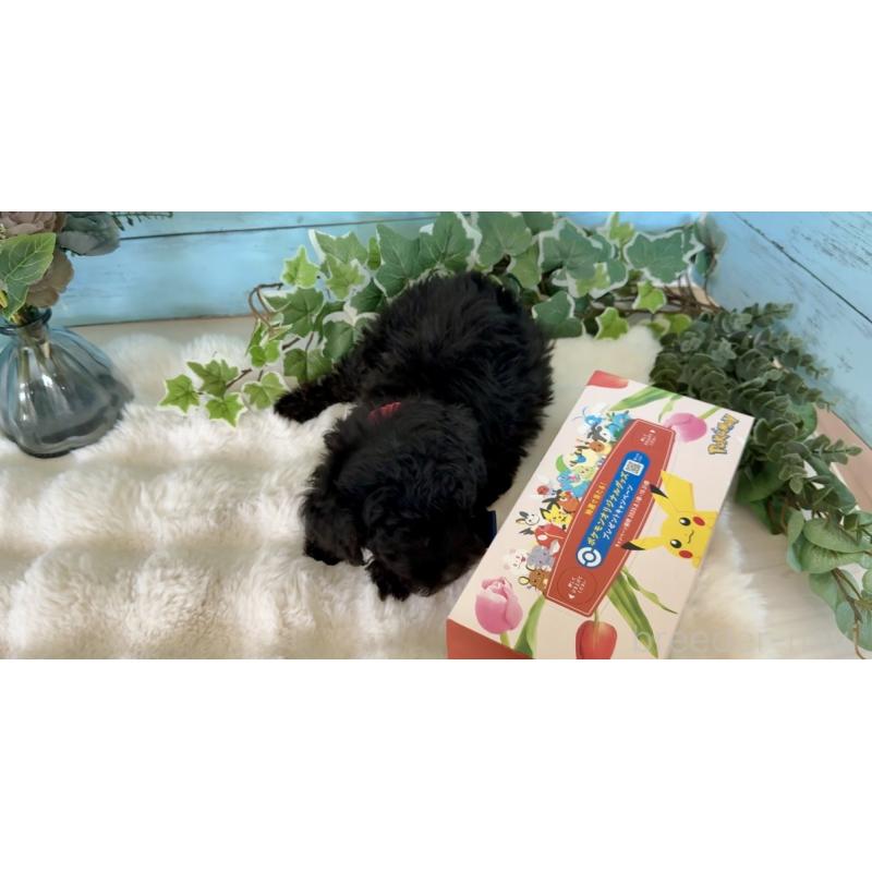 販売中の埼玉県のトイプードル-442386の10枚目