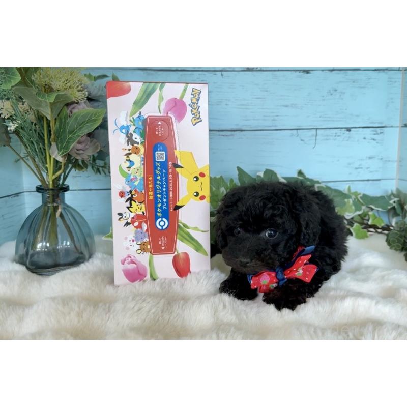 販売中の埼玉県のトイプードル-442386の9枚目