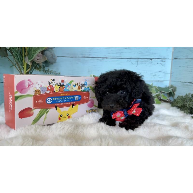 販売中の埼玉県のトイプードル-442386の8枚目