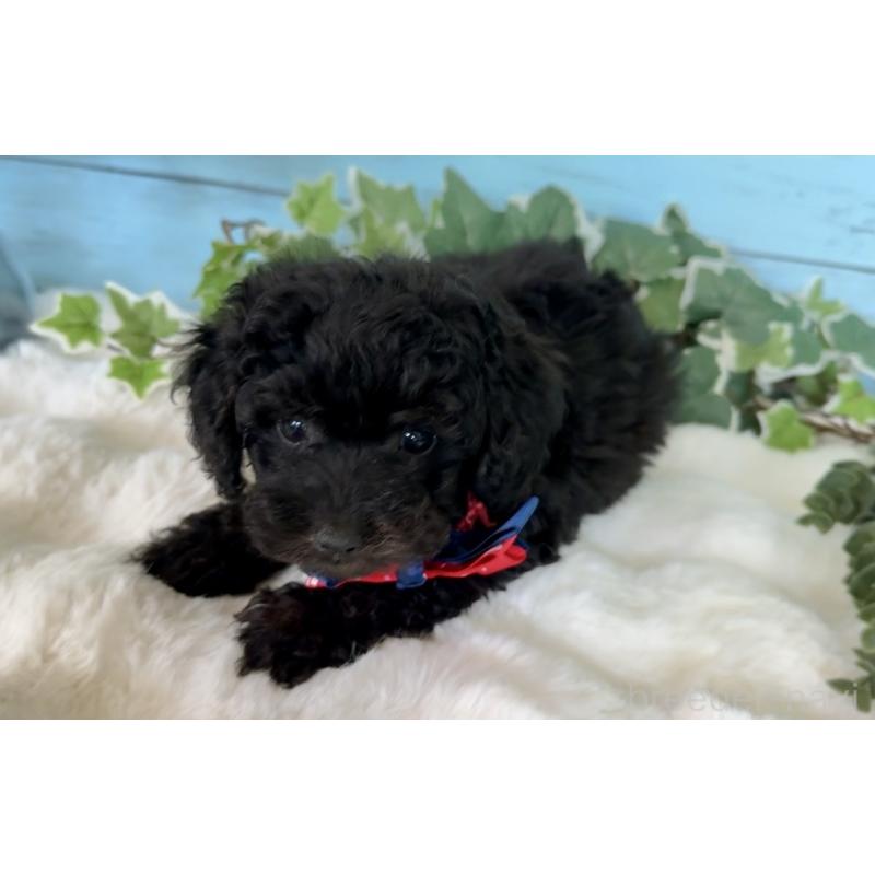 販売中の埼玉県のトイプードル-442386の7枚目