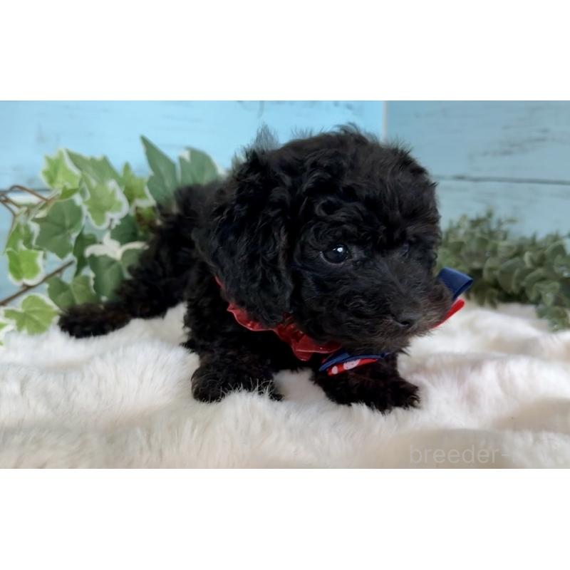 販売中の埼玉県のトイプードル-442386の5枚目