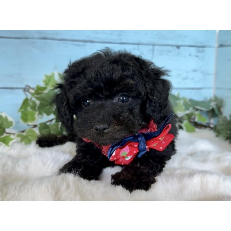 販売中の埼玉県のトイプードル-442386の6枚目