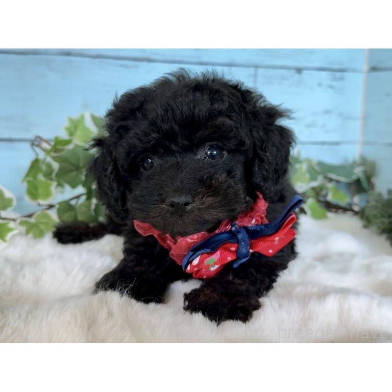 販売中の埼玉県のトイプードル-442386の4枚目