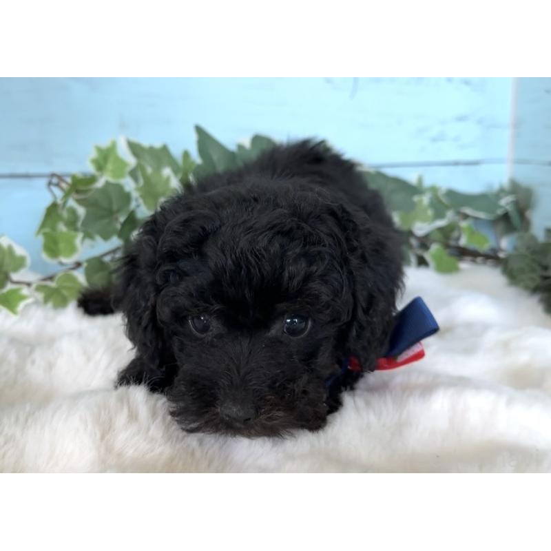 販売中の埼玉県のトイプードル-442386の3枚目