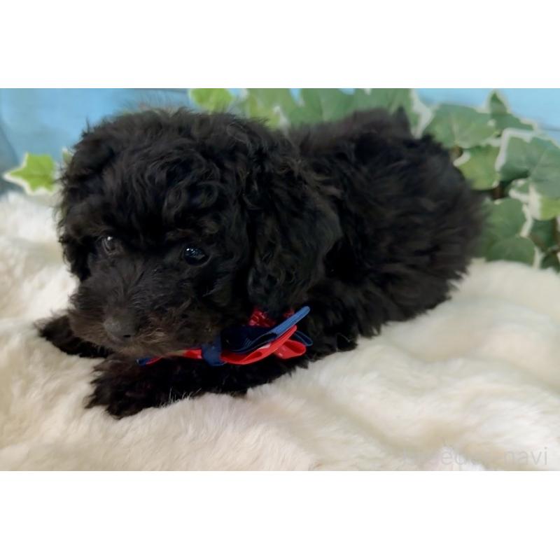 販売中の埼玉県のトイプードル-442386の2枚目