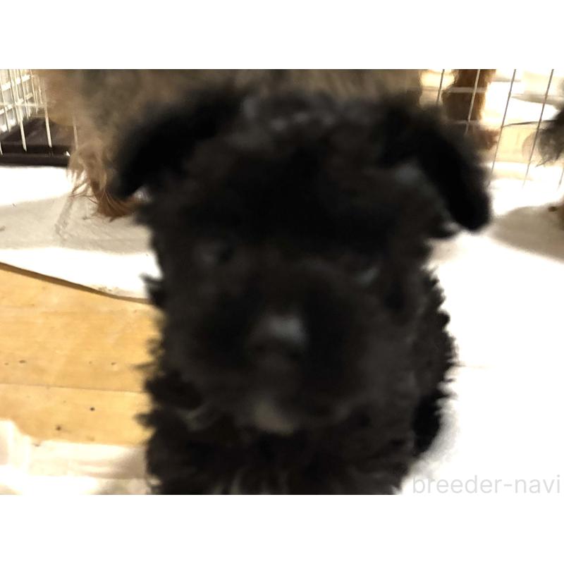 成約済の福島県のミックス犬-440963の2枚目