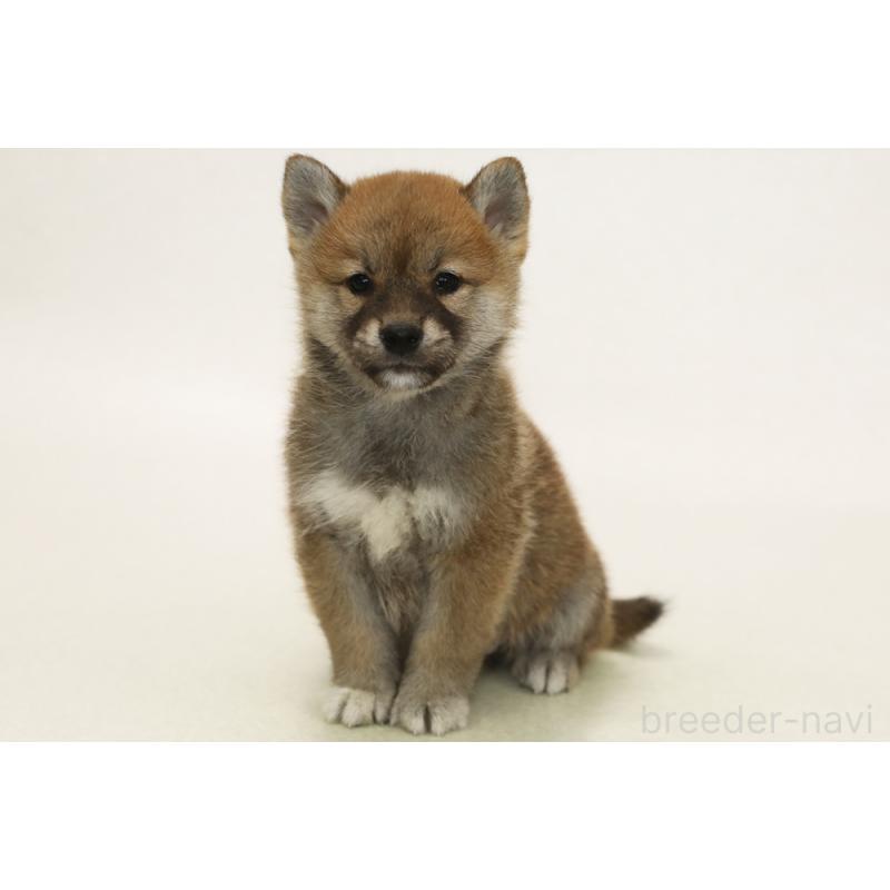 販売中の神奈川県の柴犬-436487の1枚目