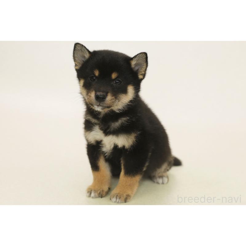 販売中の神奈川県の柴犬-436488