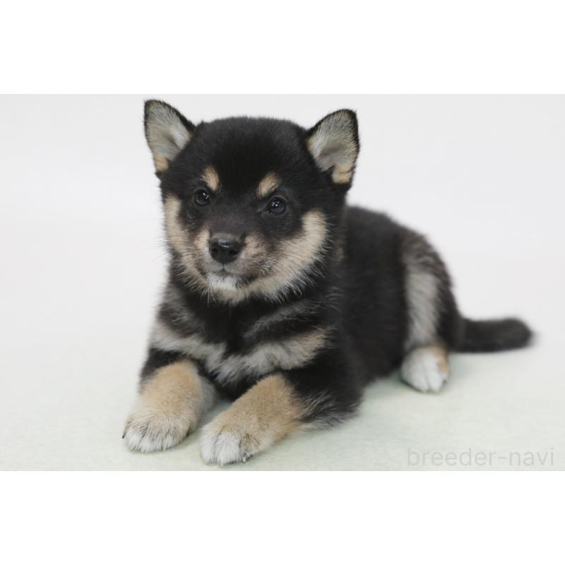 販売中の神奈川県の柴犬-436491