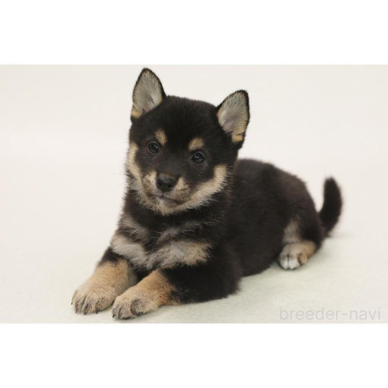 成約済の神奈川県の柴犬-436492の2枚目