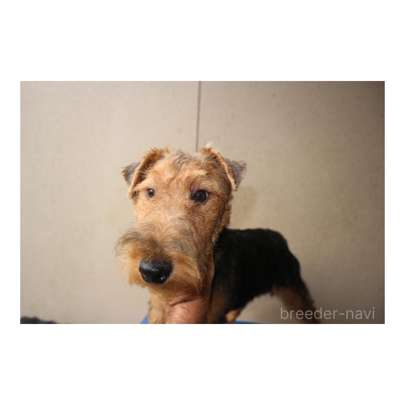 販売中の千葉県のウェルシュテリア-442394の4枚目