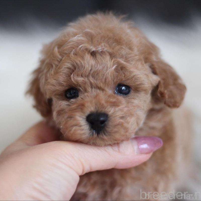 販売中の千葉県のタイニープードル-442388の1枚目