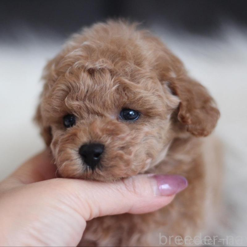 販売中の千葉県のタイニープードル-442388の6枚目