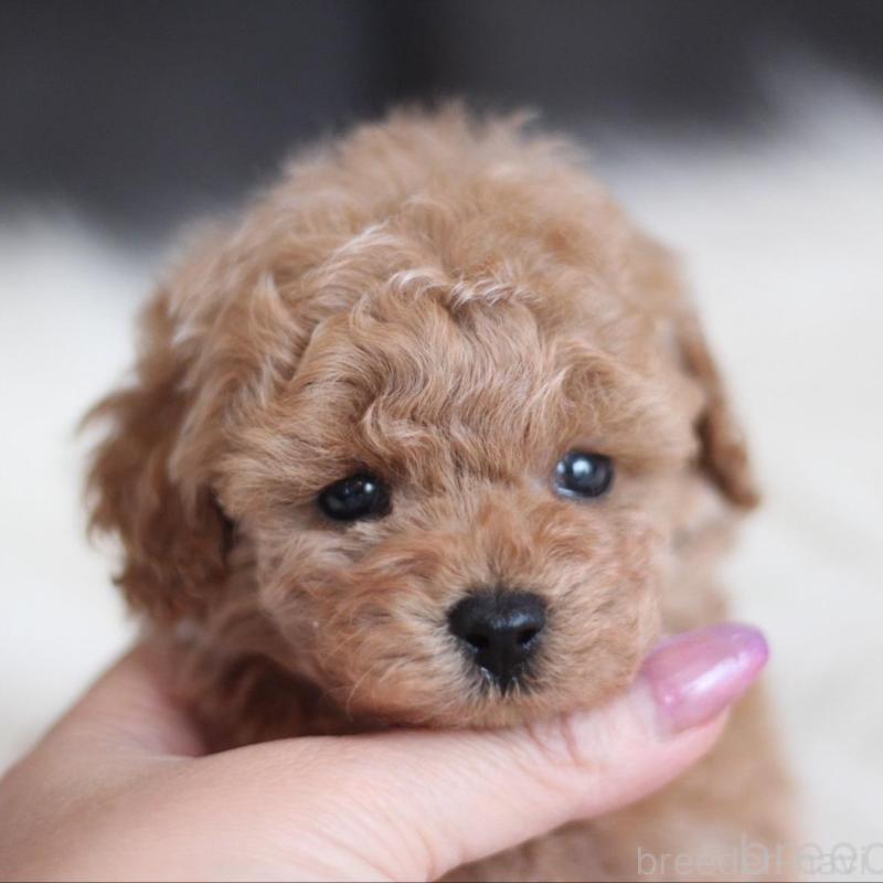 販売中の千葉県のタイニープードル-442388の4枚目