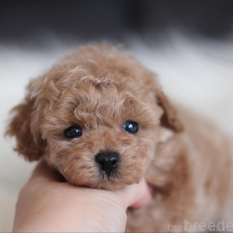 販売中の千葉県のタイニープードル-442388の3枚目