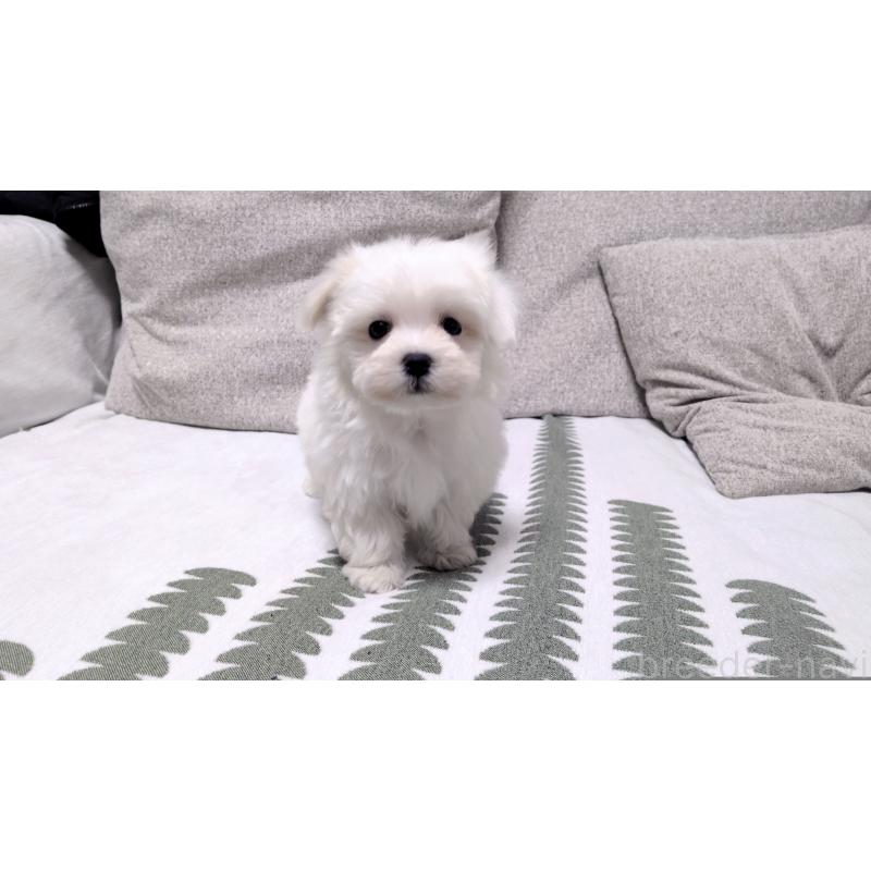 販売中の茨城県のマルチーズ-442389の9枚目