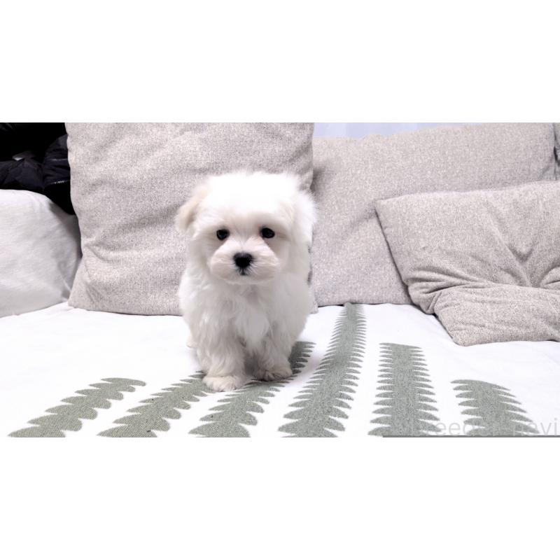 販売中の茨城県のマルチーズ-442389の8枚目