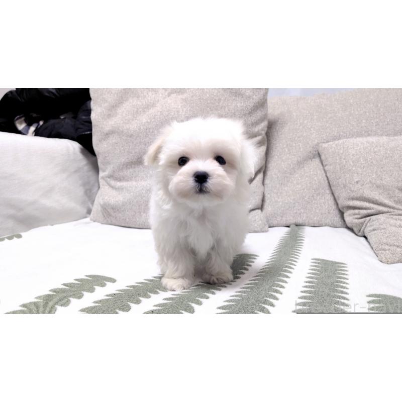 販売中の茨城県のマルチーズ-442389の7枚目