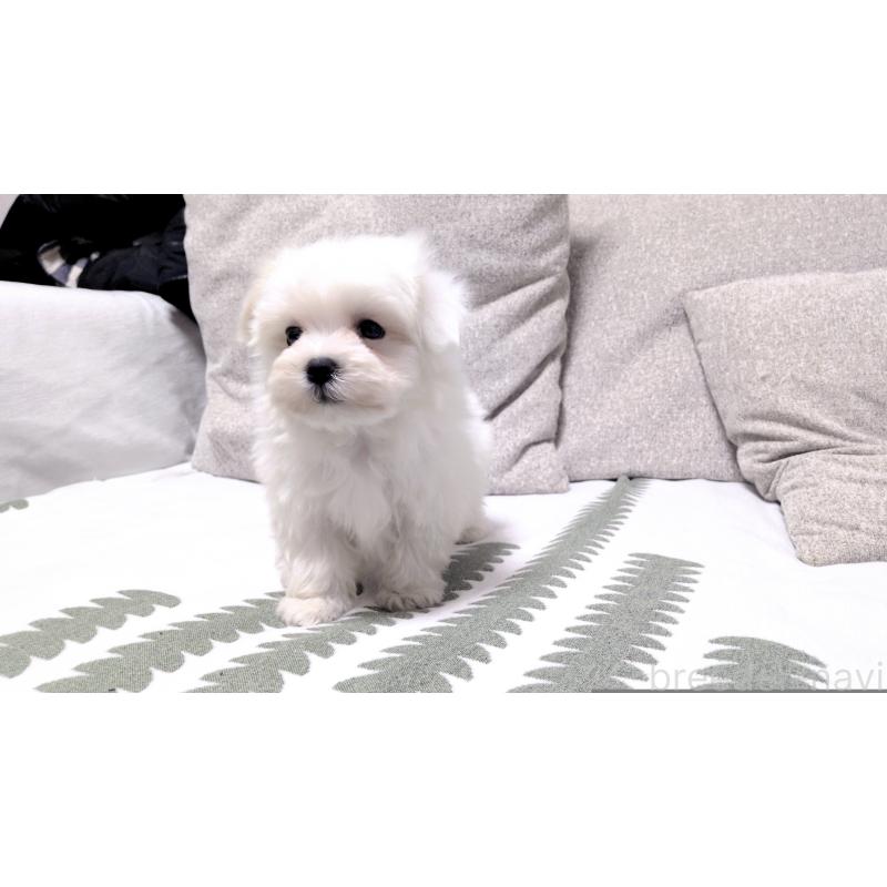 販売中の茨城県のマルチーズ-442389の6枚目