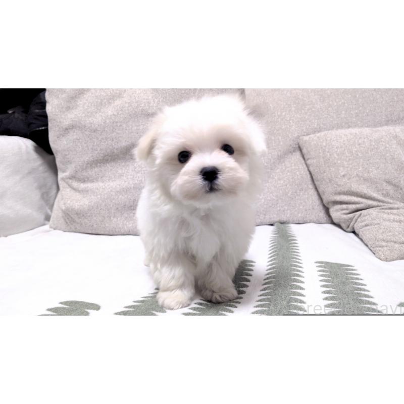 販売中の茨城県のマルチーズ-442389の5枚目