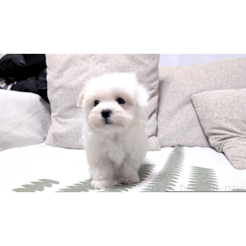 販売中の茨城県のマルチーズ-442389の4枚目