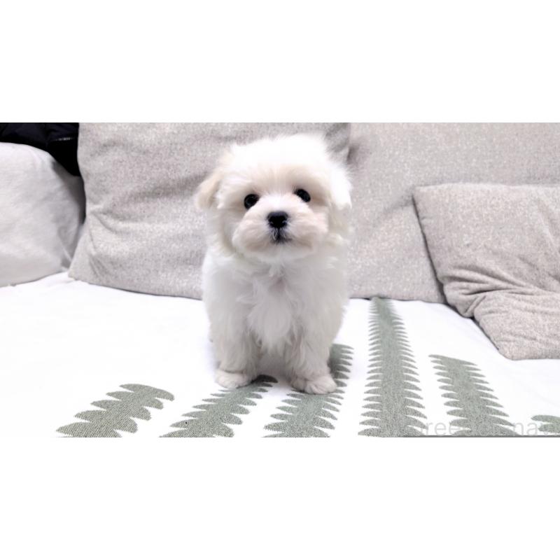 販売中の茨城県のマルチーズ-442389の3枚目