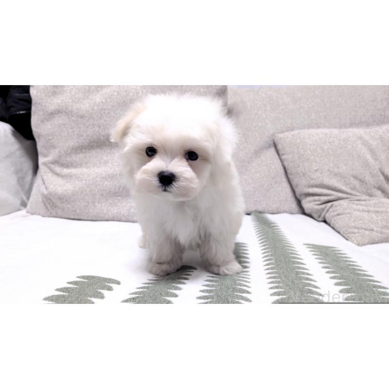 販売中の茨城県のマルチーズ-442389の2枚目